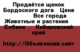 Продаётся щенок Бордоского дога › Цена ­ 37 000 - Все города Животные и растения » Собаки   . Хабаровский край